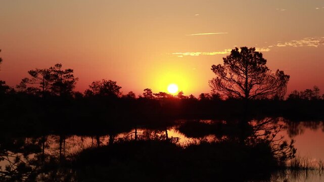 Witness the breathtaking sunset over Yelnya swamp massif in Belarus, where the sun sets behind trees and reflects beautifully on tranquil waters, offering a peaceful natural spectacle