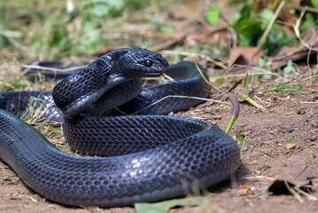 Big black boiga snake in attack position, mangrove snake black boiga ready to attack
