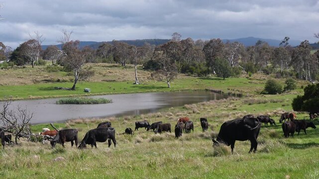 Close up of a black cow grazing on pasture in a field on a farm with the sun setting below	
