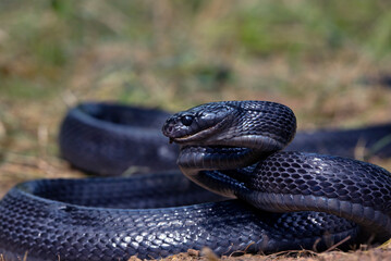 Big black boiga snake in attack position, mangrove snake black boiga ready to attack
