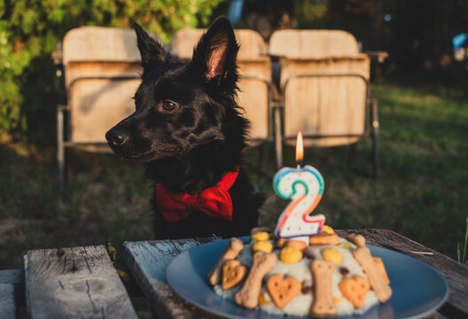 A handsome black dog with a red bow tie celebrates its second birthday with a special cake and candle