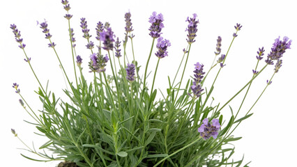 Lavender plant with delicate purple flowers and lush green leaves isolated on transparent background