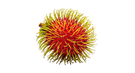 Single rambutan fruit with red and yellow spiky exterior and soft curved hairs—exotic, vibrant, and visually distinctive