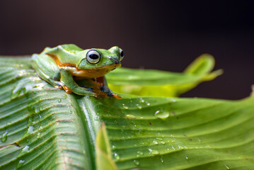 Black-webbed Treefrog hanging on a leaf, close up of a Black-webbed Treefrog.