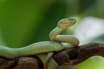 Green viper snake closeup face, Sunda white lipped pit viper slithering on a tree branch