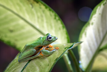 Black-webbed Treefrog hanging on a leaf, close up of a Black-webbed Treefrog.