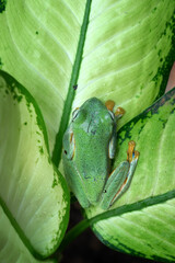 Black-webbed Treefrog hanging on a leaf, close up of a Black-webbed Treefrog.