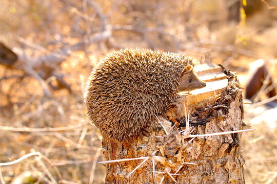 lesser tenrec on a tree trunk 851