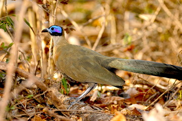 coua, Coua gigas, in the dry forest floor 131 
