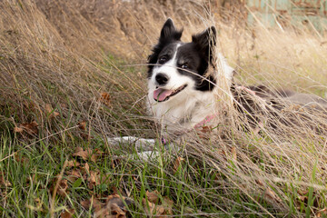 A black and white dog lies on grass, resting from a tiring walk in the park, a border collie, smiling dog, selective focus