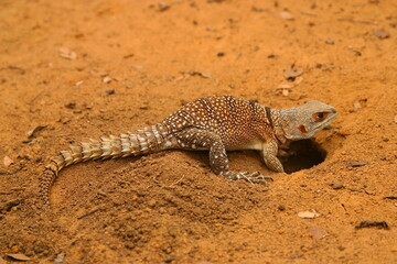 collared iguana digs hole for egg laying  454
