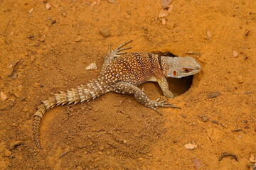 collared iguana digs hole for egg laying 456