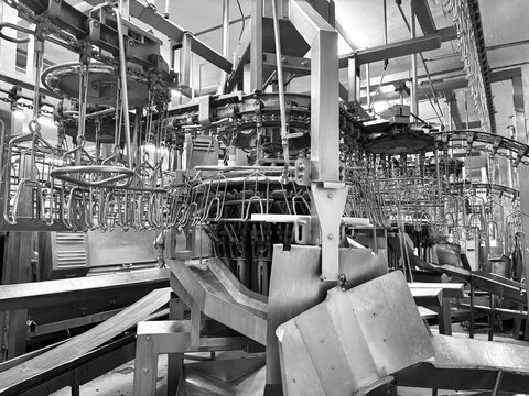 Automated stainless steel machinery and overhead conveyor systems in a modern, brightly lit poultry processing plant, indicating the initial evisceration or transfer stage of meat production.