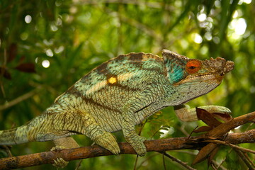 colorful Malagasy chameleon, portrait 993
