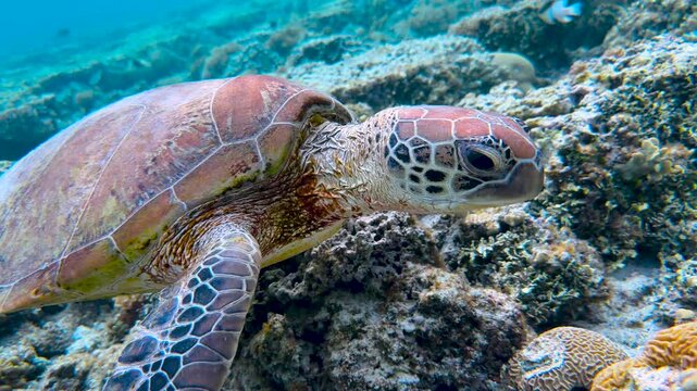 A young green sea turtle swimming amongst the coral in crystal clear waters of a tropical reef lagoon on the Great Barrier Reef, QLD Australia.	