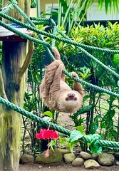 Fototapeta premium Sloth and a Flower