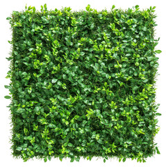 Obraz premium Artificial green hedge panel with lush leaves for decorative backgrounds