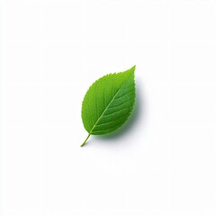 Obraz premium Single green leaf isolated on white background nature photography minimalist style studio lighting
