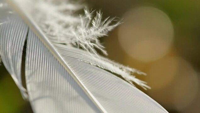 Soft, delicate white feather captured in sharp detail, highlighting intricate barbules and fluffy texture against a beautifully blurred natural backdrop, symbolizing lightness and purity