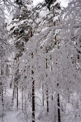 Winter forest landscape on a cloudy day, vertical frame