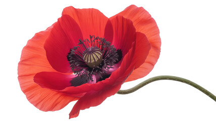 Red poppy flower with black center and green stem isolated on a transparent background