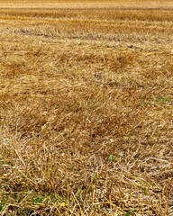 harvested cereal field in the sun