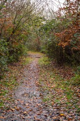 Forest path covered with fallen leaves in autumn, creating a serene landscape