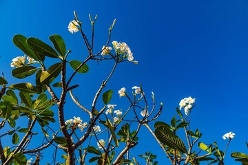 Plumeria Frangipani Flower of Laos Against Blue Sky