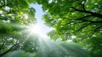 Obraz premium Serene Sunlight Filtering Through Lush Green Tree Canopy in Peaceful Forest Landscape with Soft Rays Illuminating Nature's Beauty