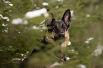 An attentive East European Shepherd dog looks directly at the viewer. The dog is partially obscured by evergreen branches in a forest during the daytime
