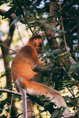Los Asombrosos Narigudos de Borneo