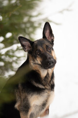 East European Shepherd dog is sitting in the snow near an evergreen tree. The dog is looking towards the viewer with its head cocked to the side