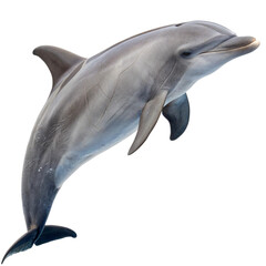 Fototapeta premium High Resolution Dolphin Image for Wildlife and Ocean Media