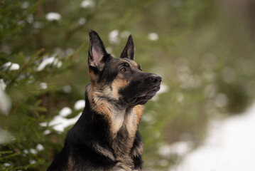 A majestic East European Shepherd sits attentively in a snowy outdoor environment. The dog's gaze is directed towards something out of frame, capturing a moment of alertness
