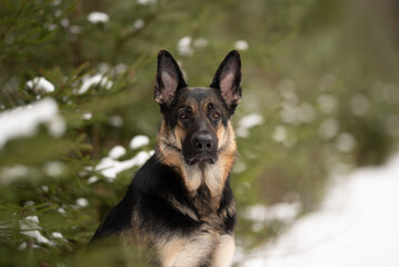 The East European Shepherd dog sits in a forest with light snow covering the ground and branches. The dog is looking directly at the viewer in the daytime