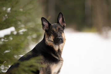 An East European Shepherd sits in the snow near a pine tree. The dog is looking directly ahead with focused attention in the bright, cold winter forest setting