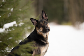 East European Shepherd dog looks curiously at the camera. The dog is standing in the snow near evergreen trees in a forest. The sky is overcast
