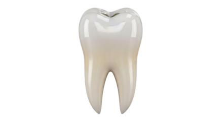 Realistic molar tooth isolated PNG on transparent background, dental anatomy model for educational and medical use