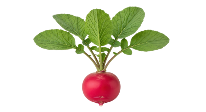 Fresh red radish with green leaves isolated PNG, vibrant root vegetable for healthy eating and culinary design on transparent background
