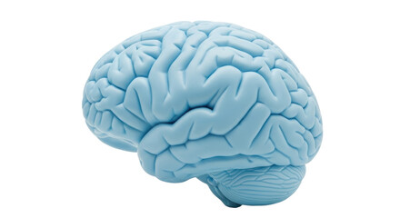 Light blue human brain model isolated PNG, anatomical teaching aid for medical education and neurological study on transparent background