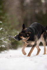 An East European Shepherd dog is running through the snow. The dog holds a black object in its mouth, kicking up snow as it runs. The forest is visible in the background