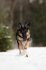 In winter weather, a dark tan East European Shepherd dog runs through deep snow with a yellow ball and enjoys a game of fetch on a beautiful, clear, sunny afternoon