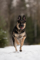 A young East European Shepherd dog is running directly toward the camera. The dog is in a snowy outdoor setting with a blurred background of trees