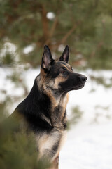Adult East European Shepherd dog sits alertly amidst a snowy outdoor landscape. The dog looks towards the right, ears perked, with snow and evergreen trees visible in the background
