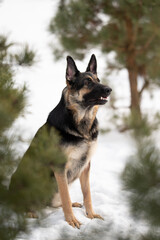 An alert East European Shepherd dog sits attentively in the snow. Trees surround the dog in a Winter scene. The dog is a mix of black and tan colors