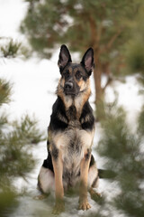 The black and tan East European Shepherd dog sits patiently in a snowy outdoor setting, looking forward with erect ears. Evergreen foliage surrounds the canine