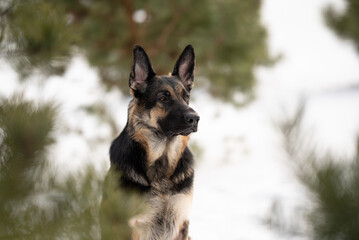 An East European Shepherd dog with black and tan fur sits outside in winter, looking intently to the side. The background is blurred snow and green trees
