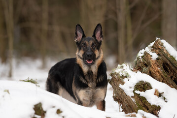 A healthy East European Shepherd dog stands in a snowy wooded area. The dog is looking directly at the camera with a gentle, curious expression