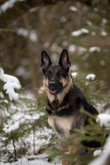 An East European Shepherd stands among snowy evergreen branches in a forest. The dog looks directly at the viewer with a curious expression on its face during the day