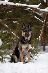 An East European Shepherd dog sits in the snow in a winter forest. Trees and snow surround the dog, creating a scenic outdoor view. The weather seems cold, and the dog looks alert